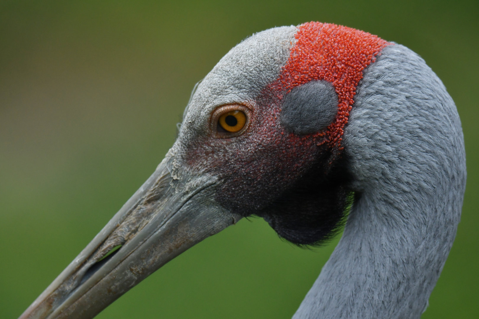 Brolga Antigone rubicunda