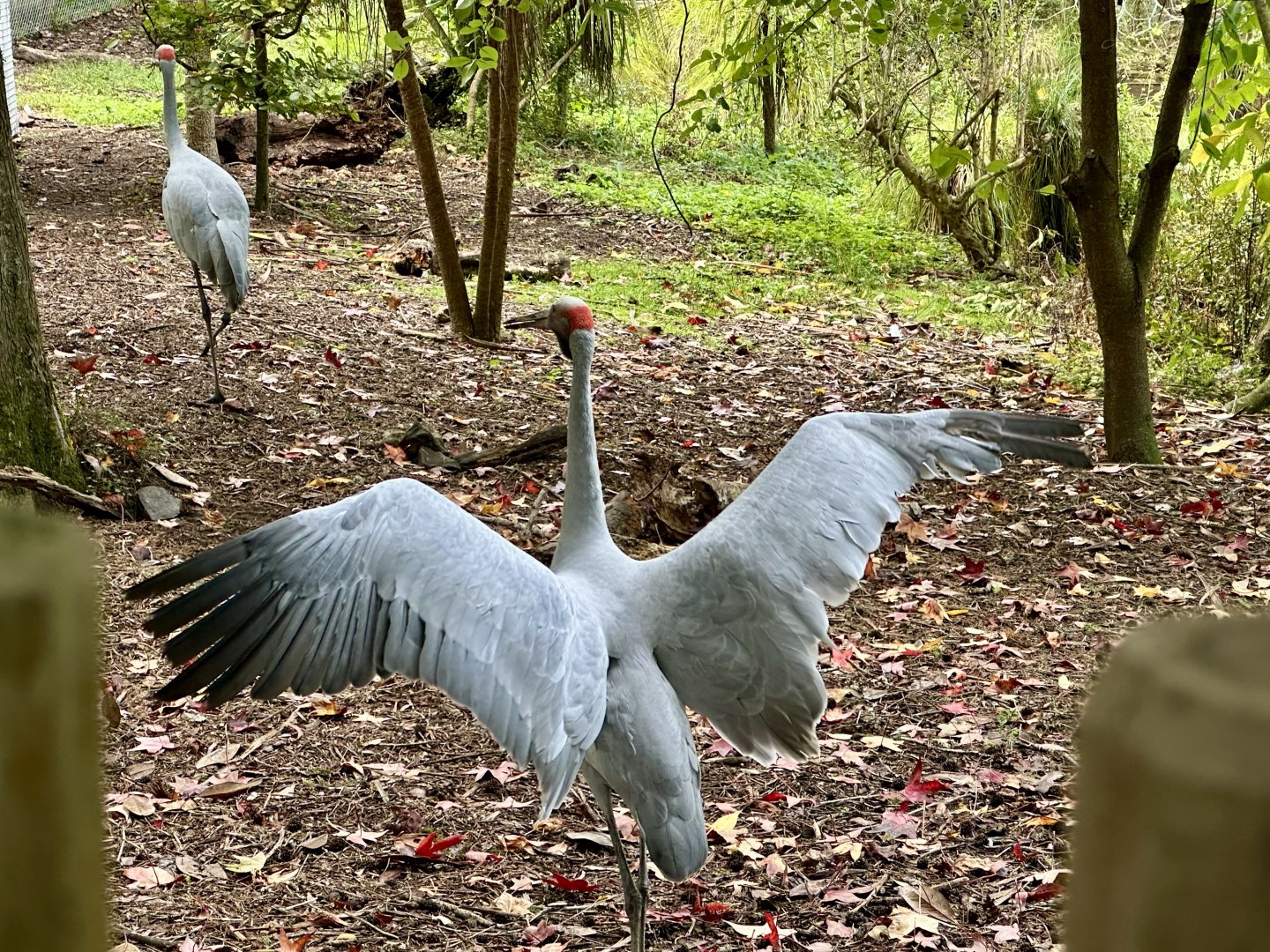 Brolga (Antigone rubicunda)
