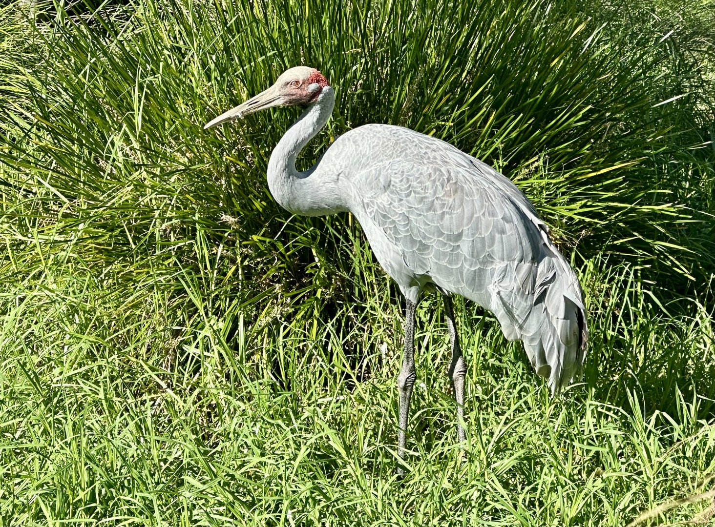 Brolga (Antigone rubicunda)