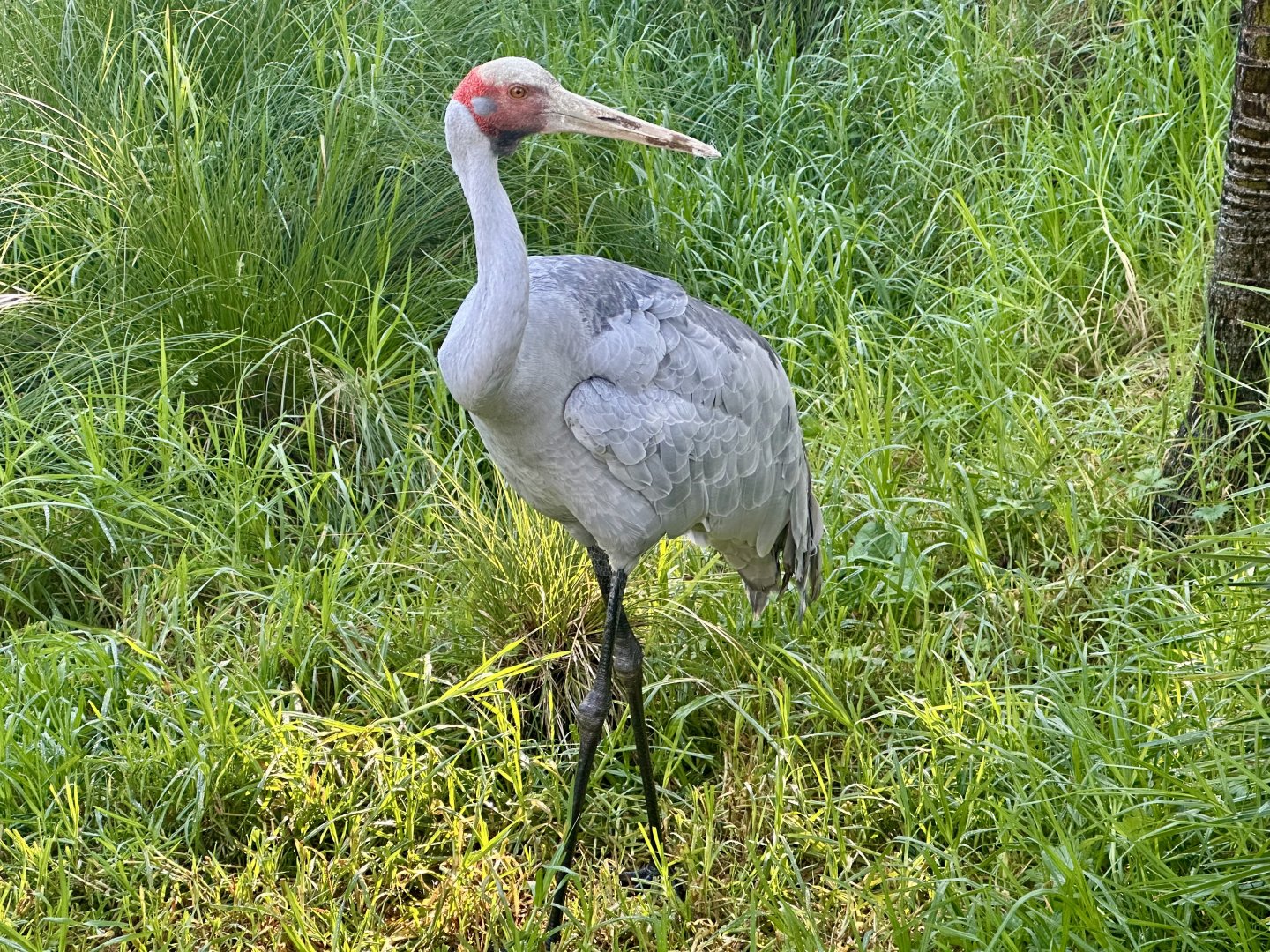 Brolga (Antigone rubicunda)