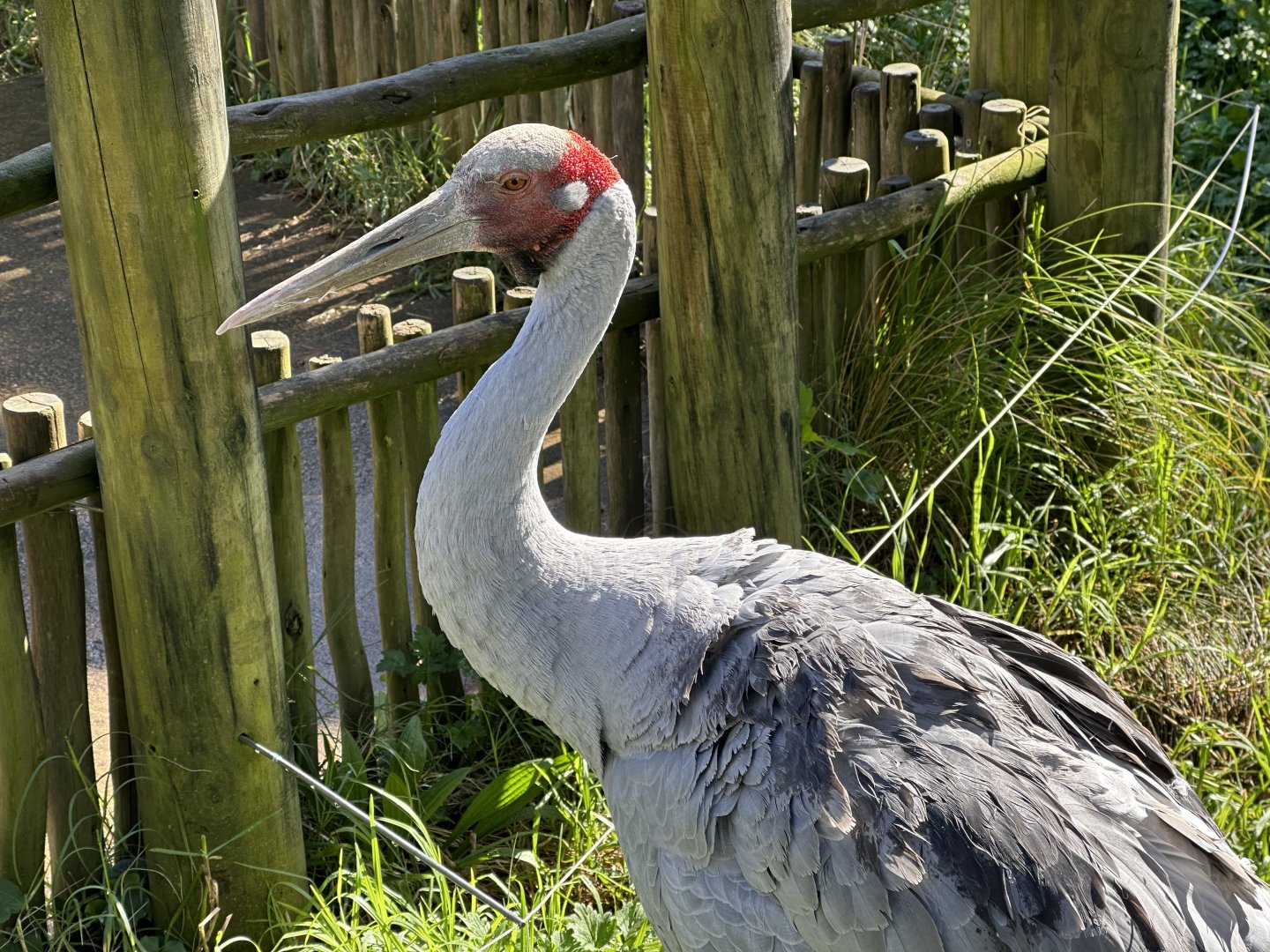 Brolga (Antigone rubicunda)