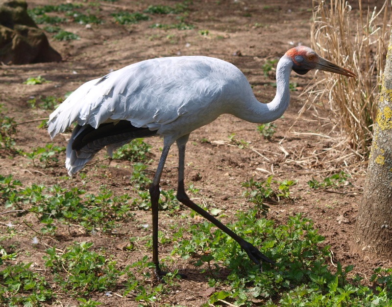 Brolga (April 19th, 2015)
