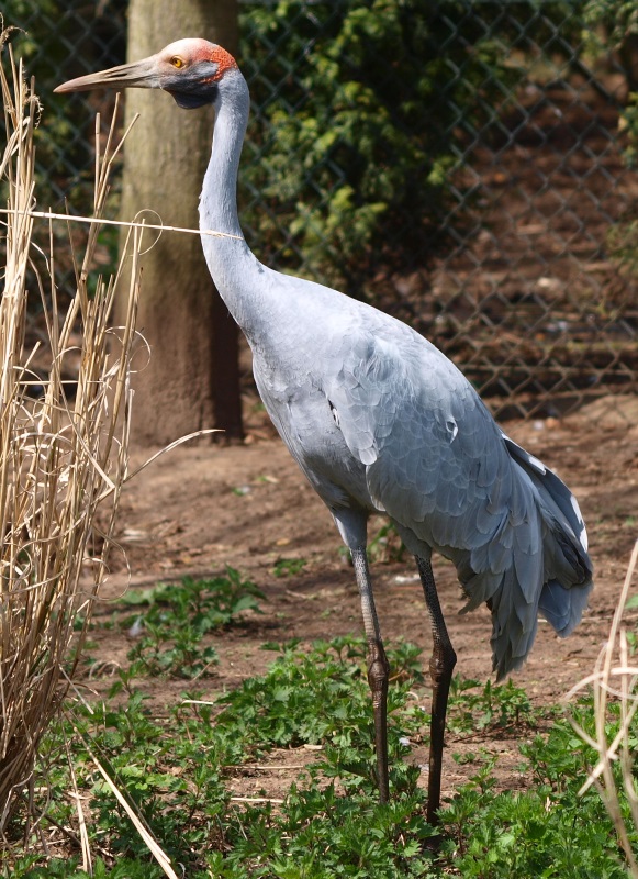 Brolga (April 19th, 2015)