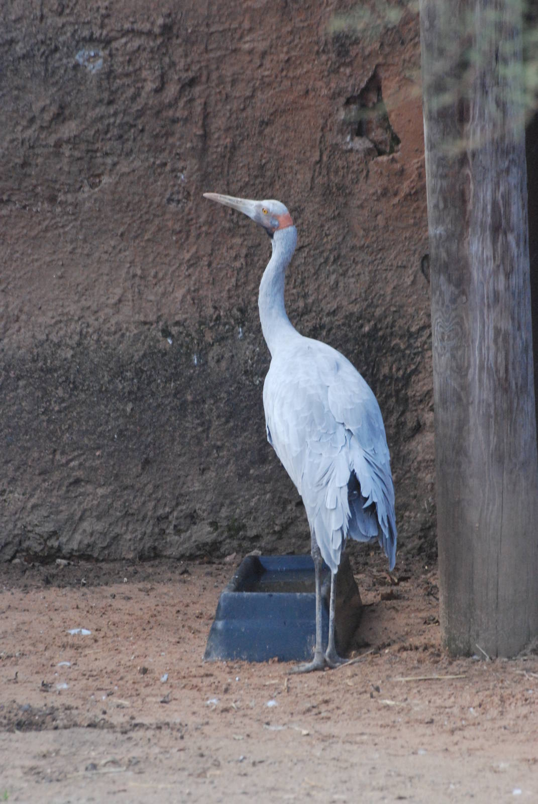 Brolga at London, 16/11/11