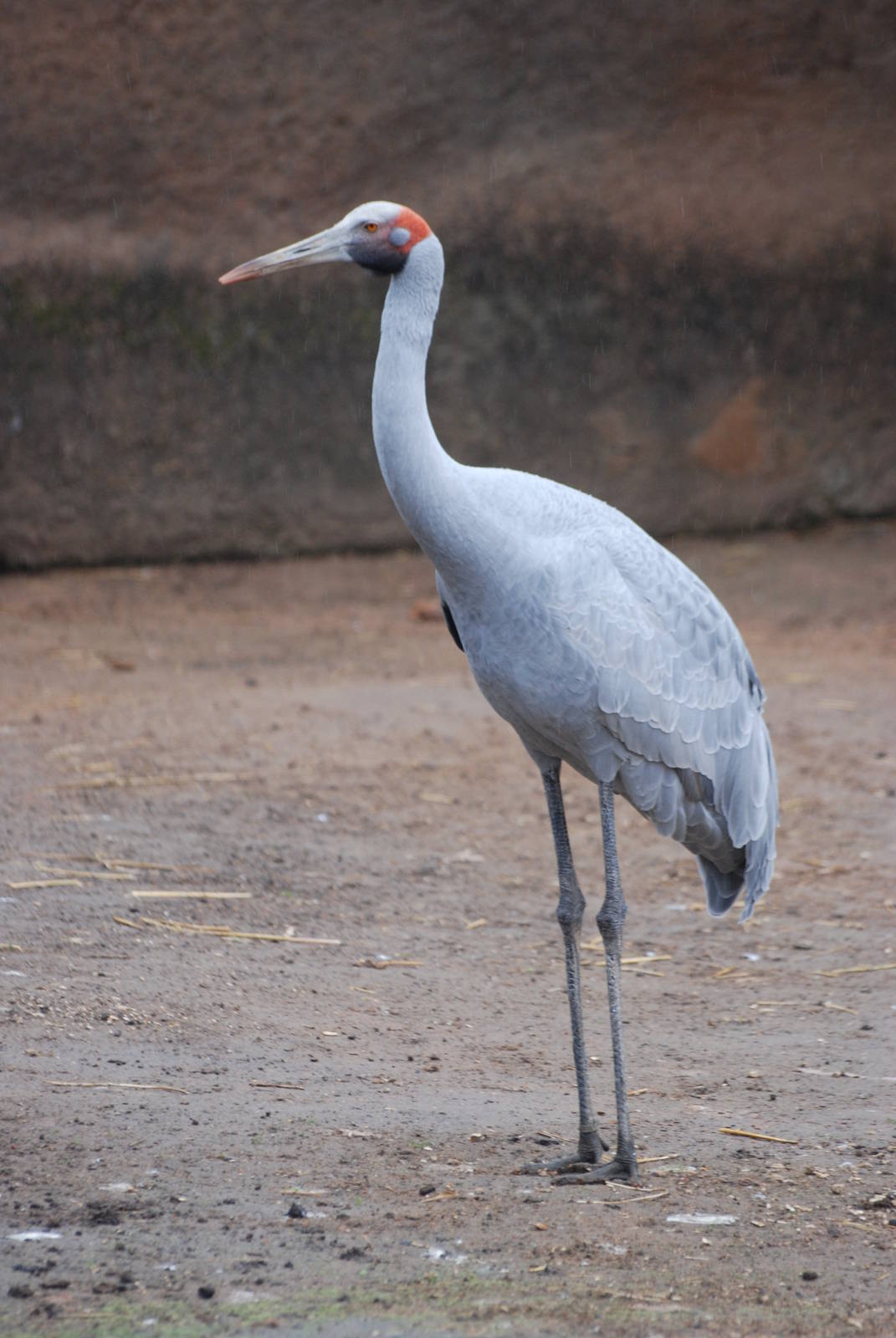 Brolga at London, 17/03/12