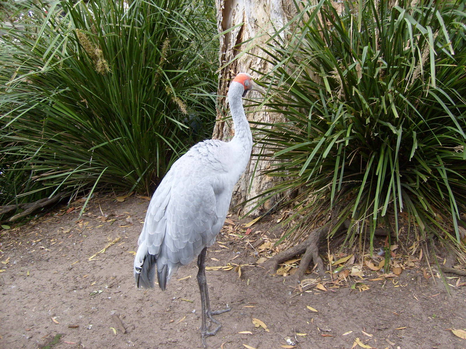 brolga at Taronga