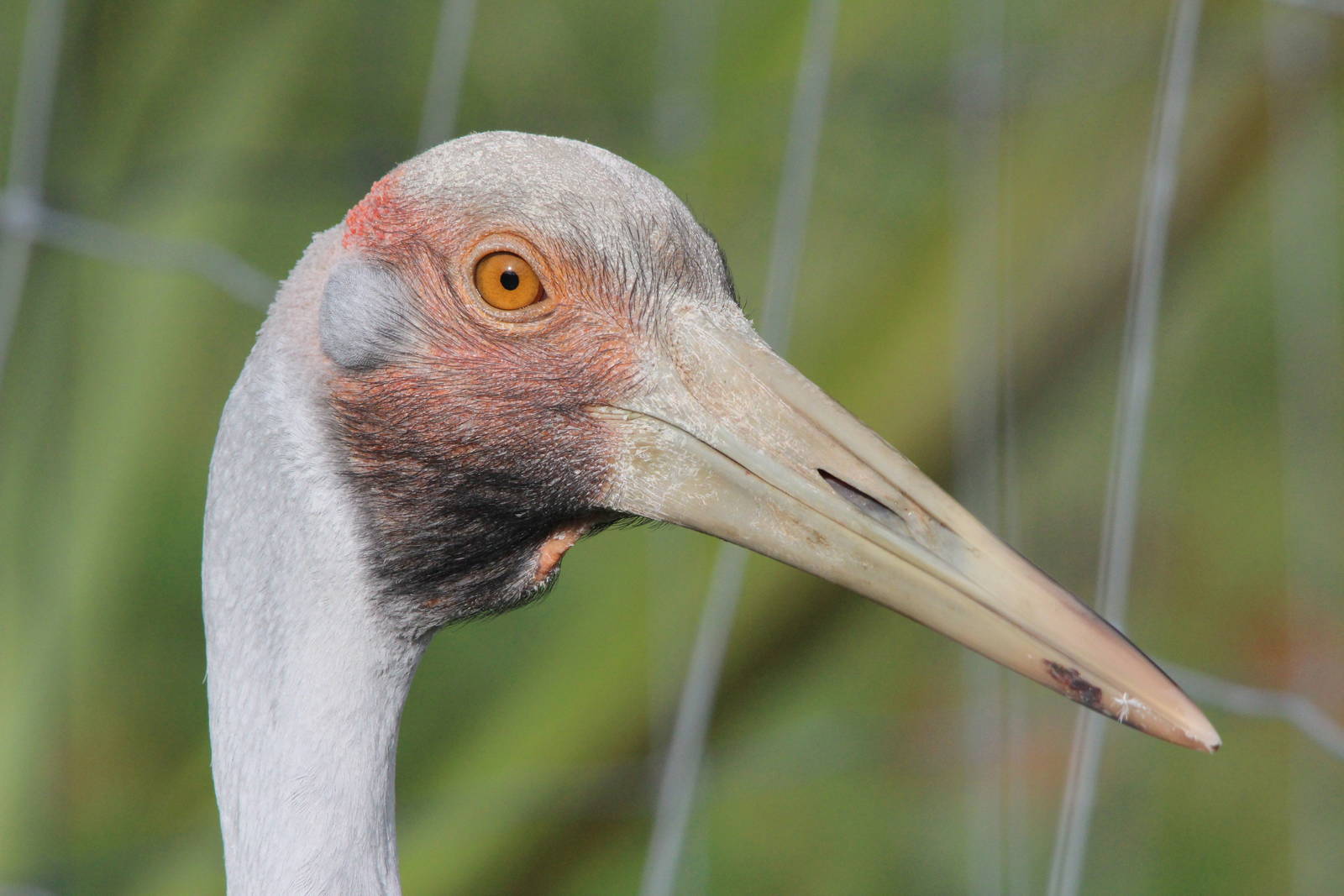 Brolga, Brooklands Zoo