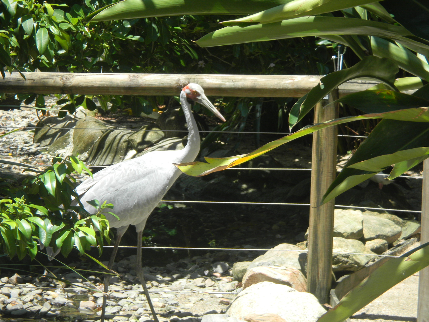 Brolga - Cairns Tropical Zoo 2011