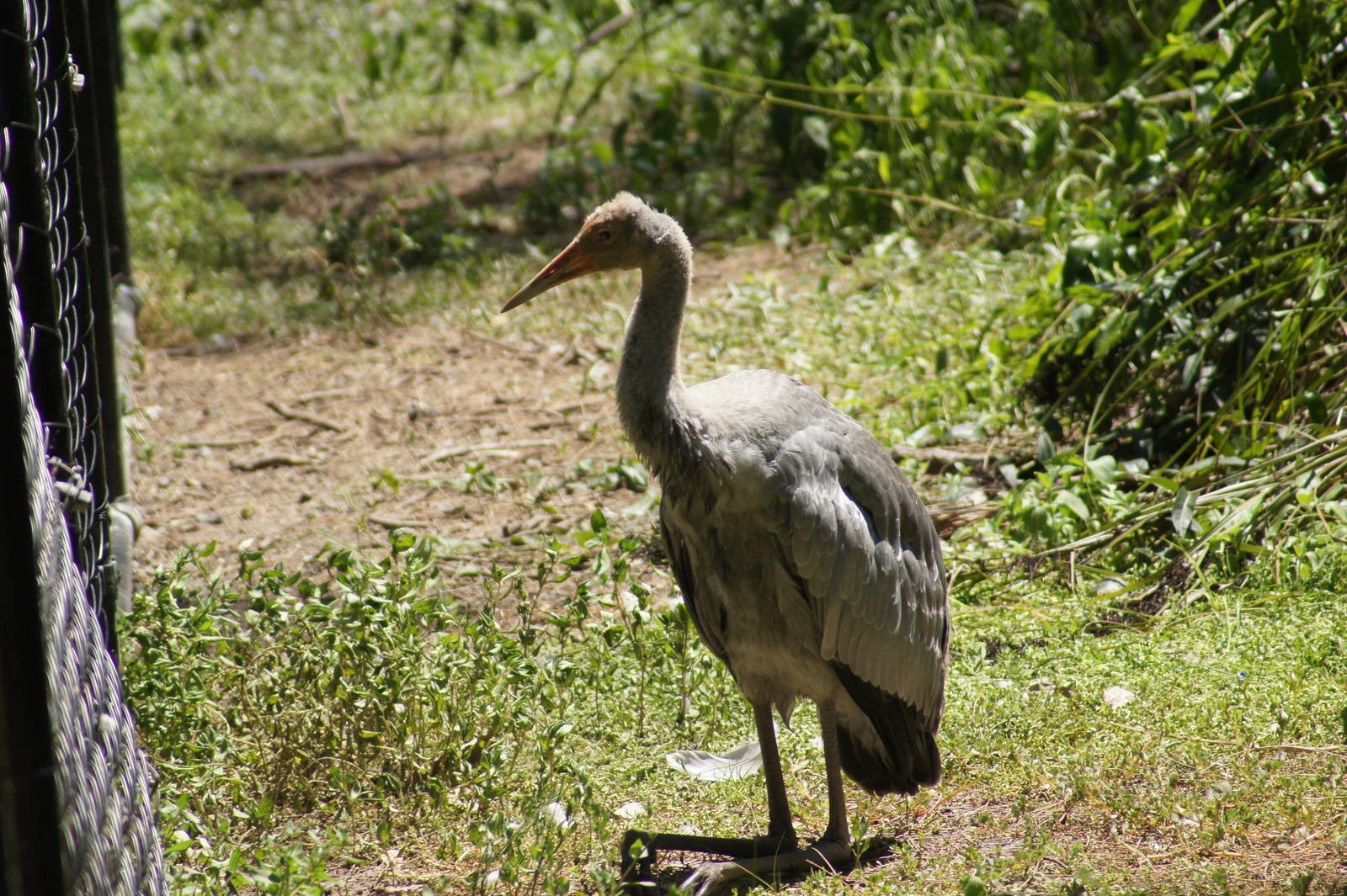 Brolga chick