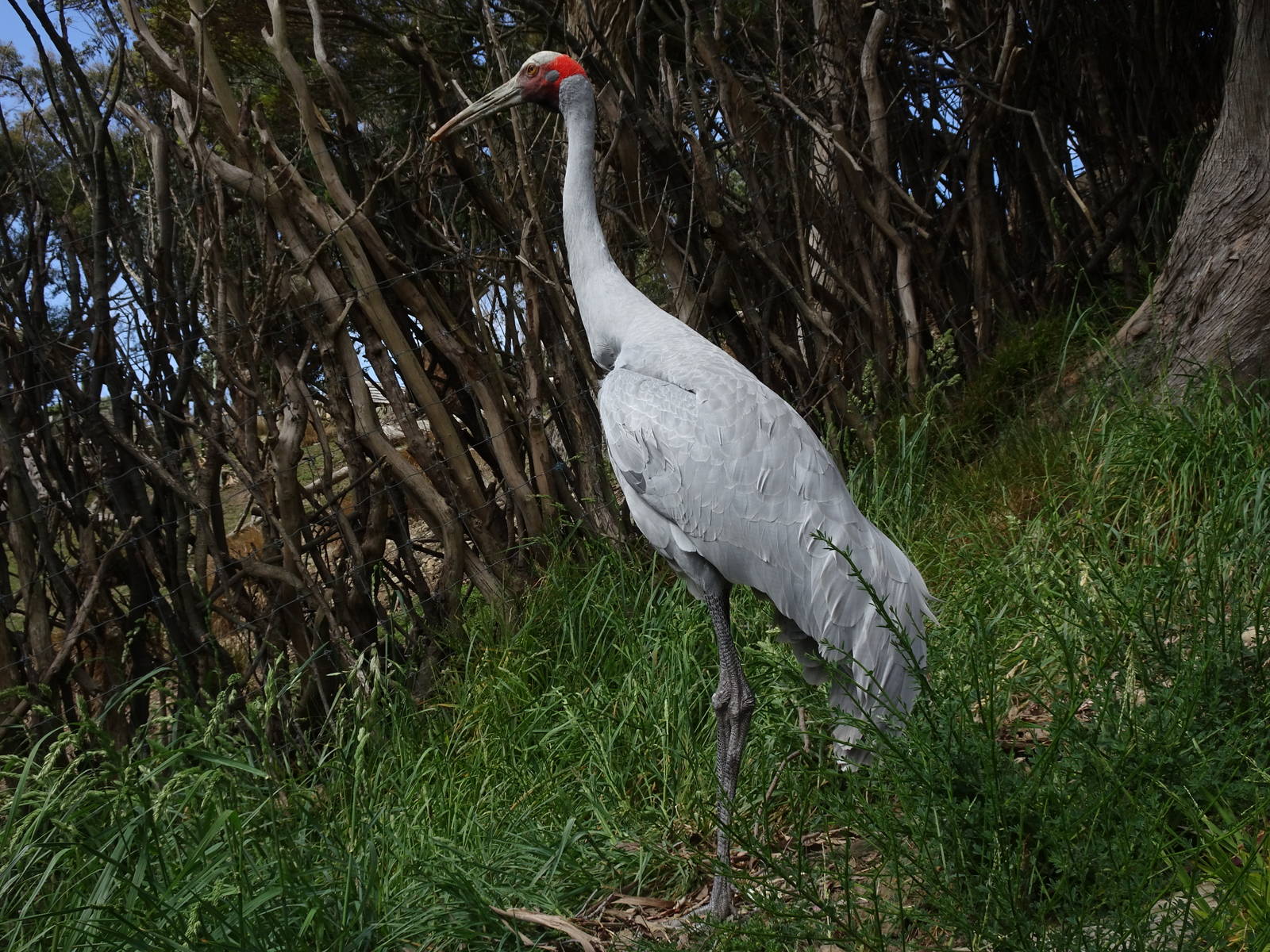 Brolga Crane, November 2015
