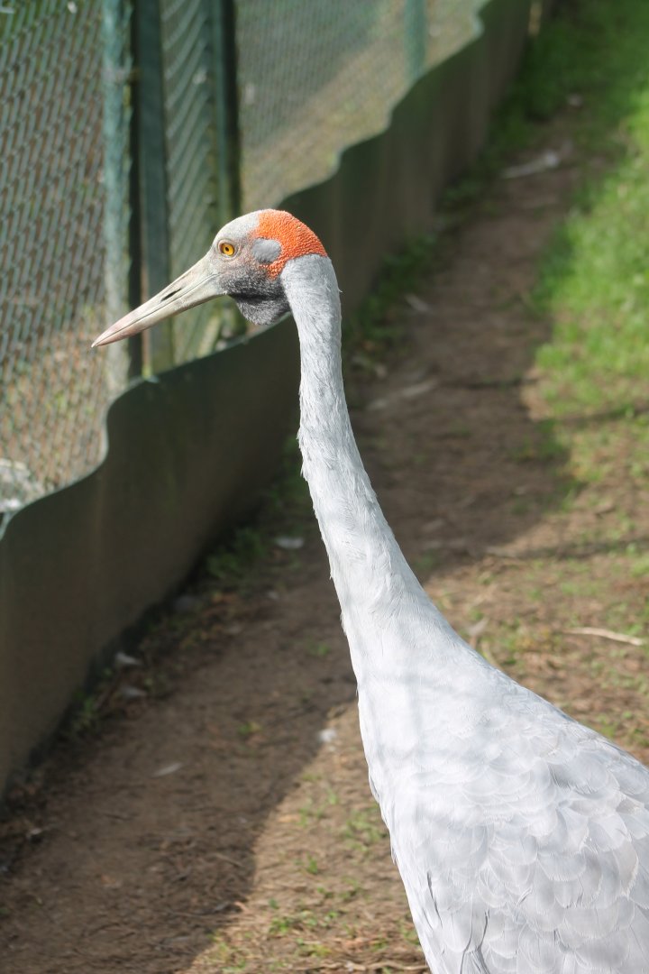 Brolga crane