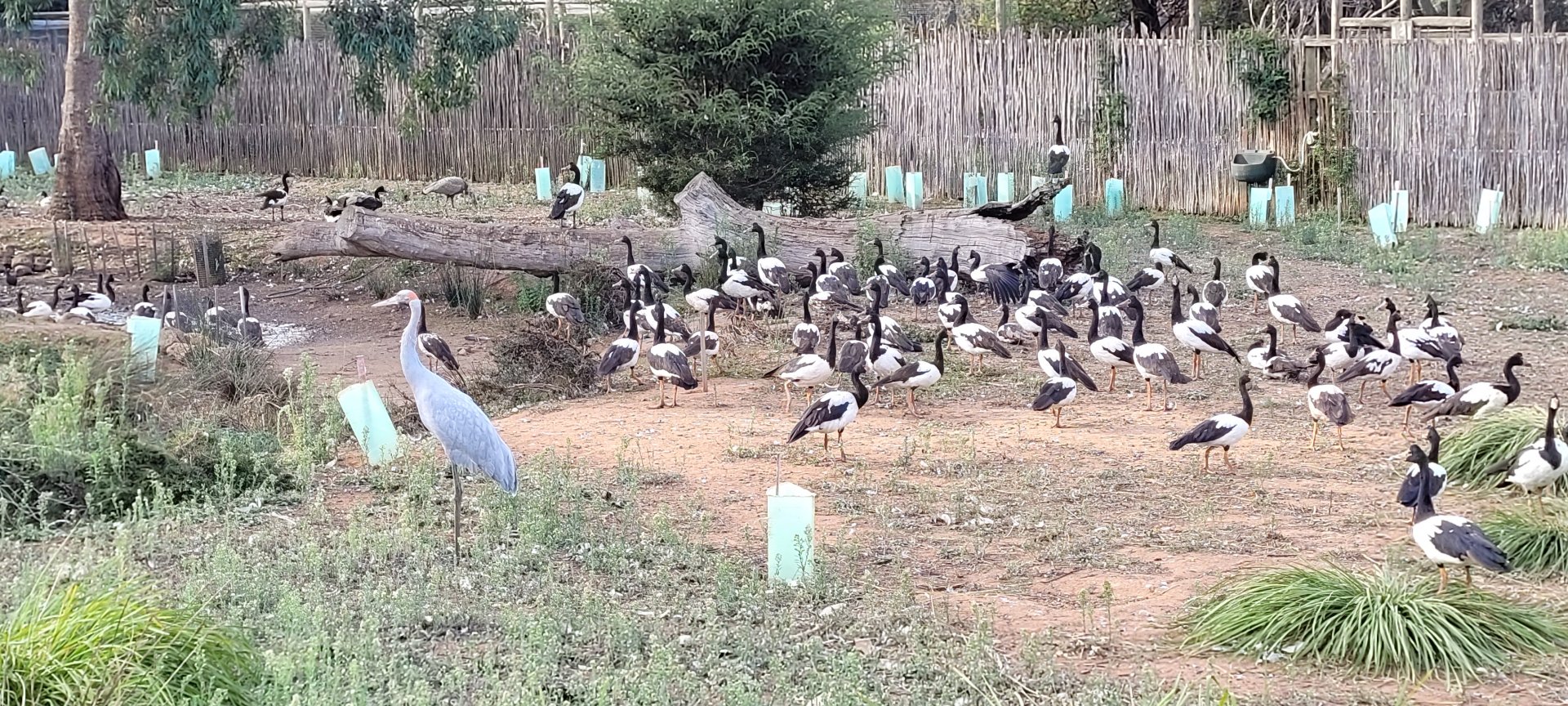 Brolga enclosure with Magpie geese