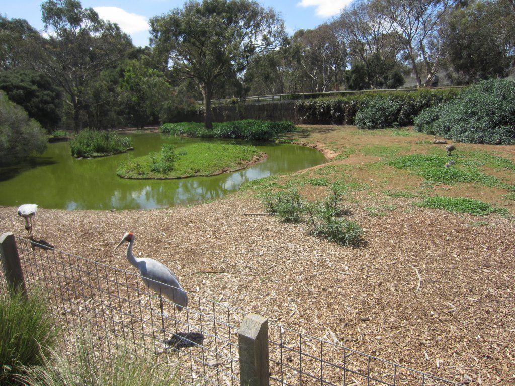 Brolga enclosure