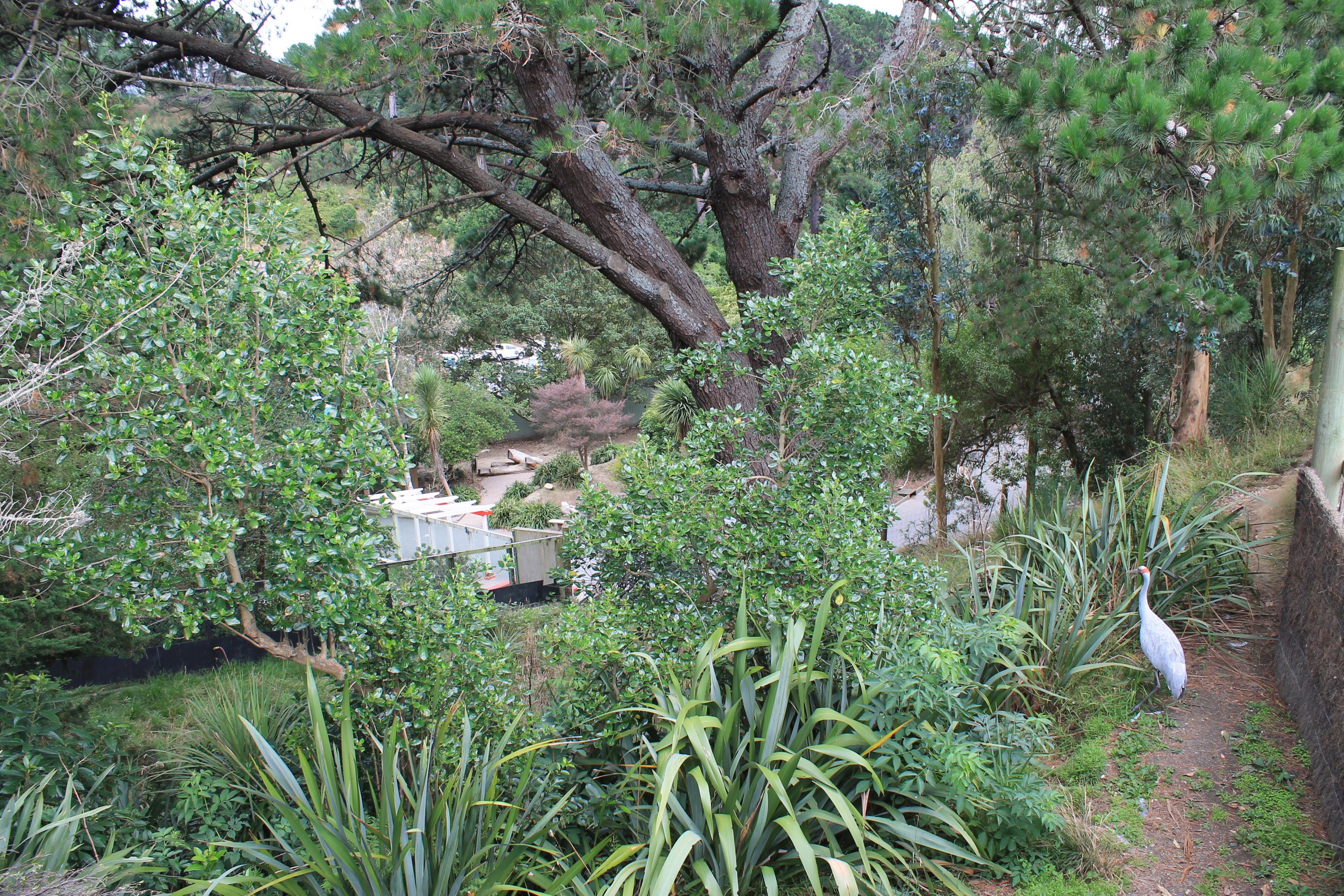 Brolga enclosure
