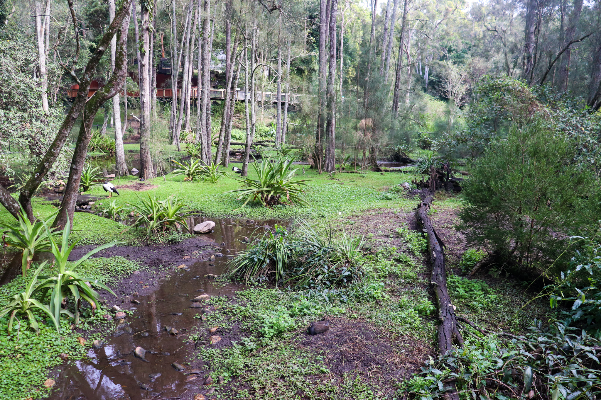 Brolga Enclosure