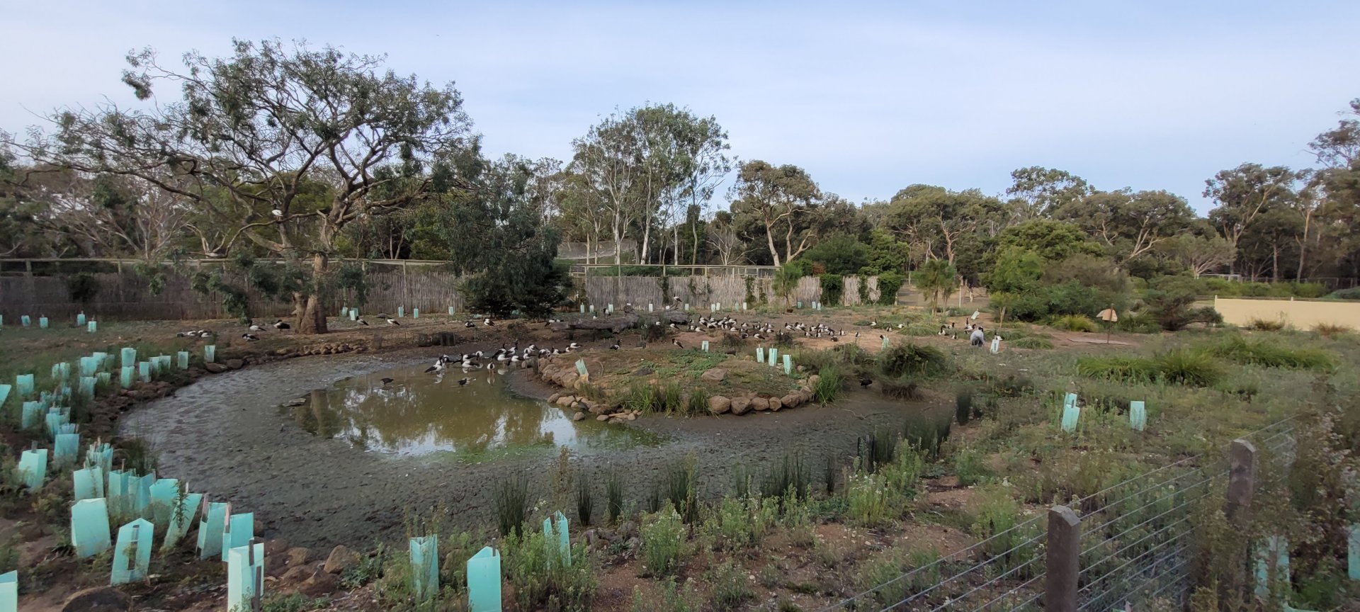 Brolga enclosure