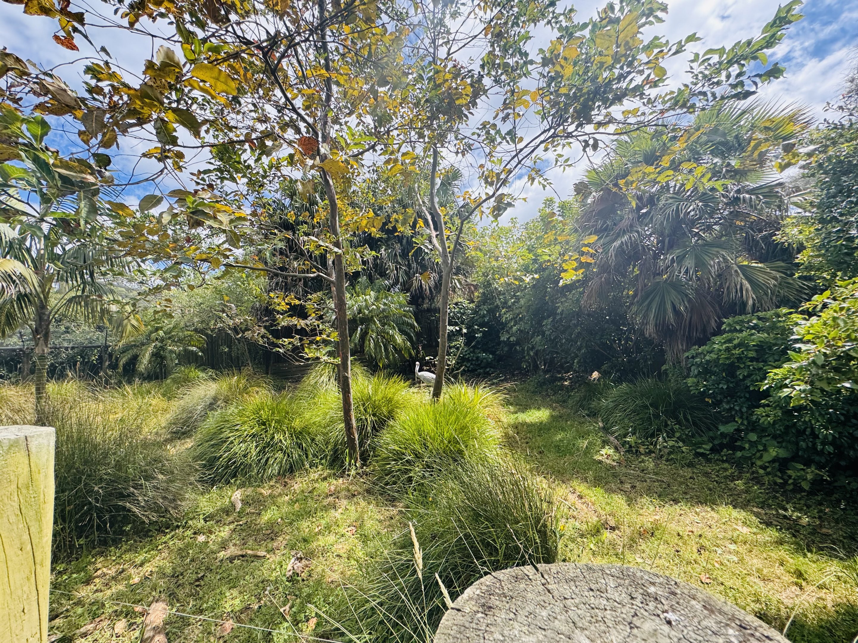 Brolga enclosure