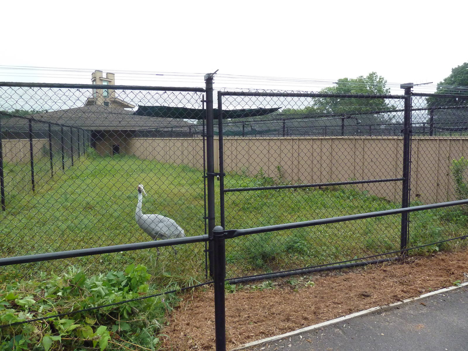 Brolga Exhibit #1