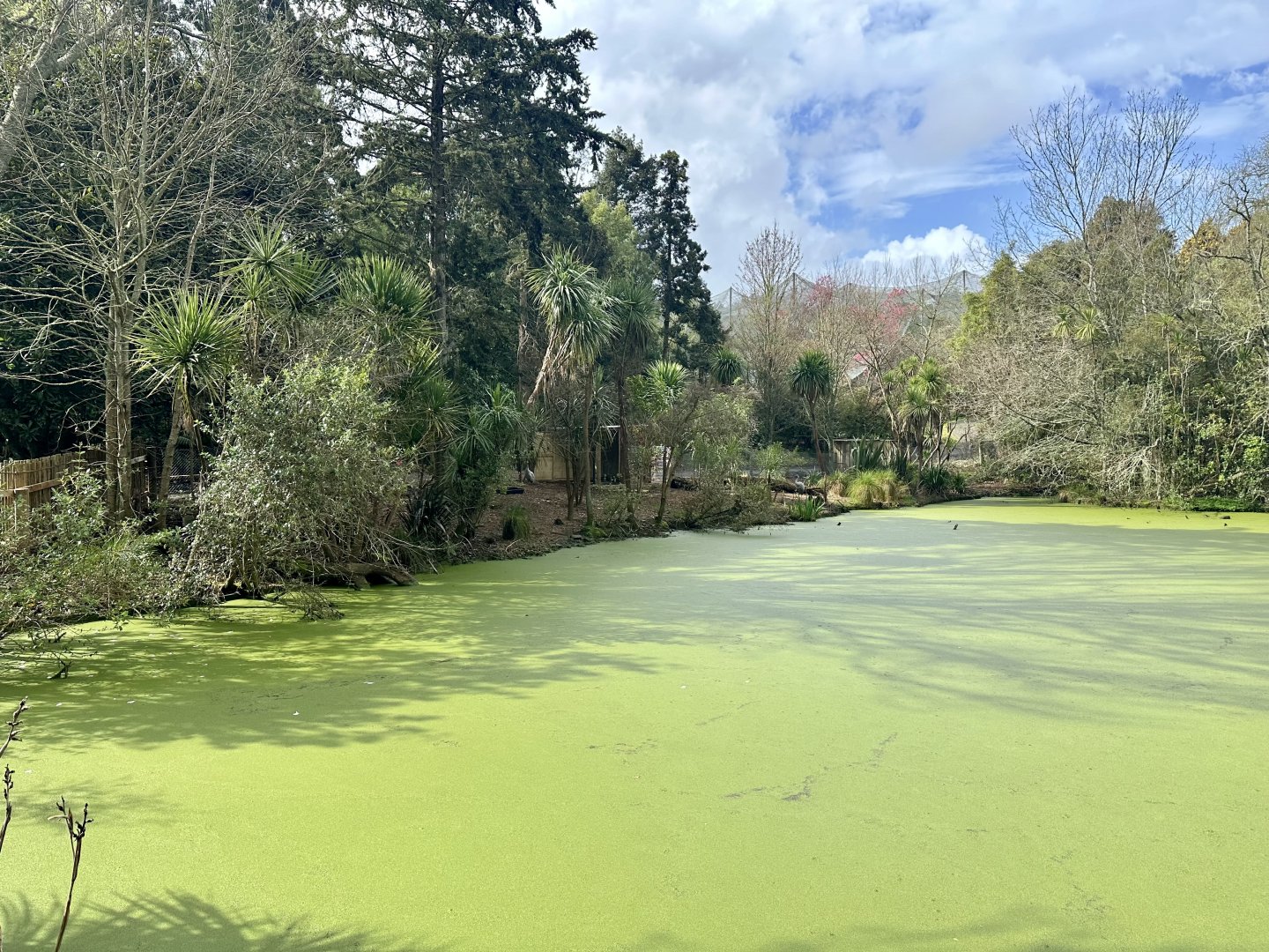 Brolga Exhibit (Across Lake)