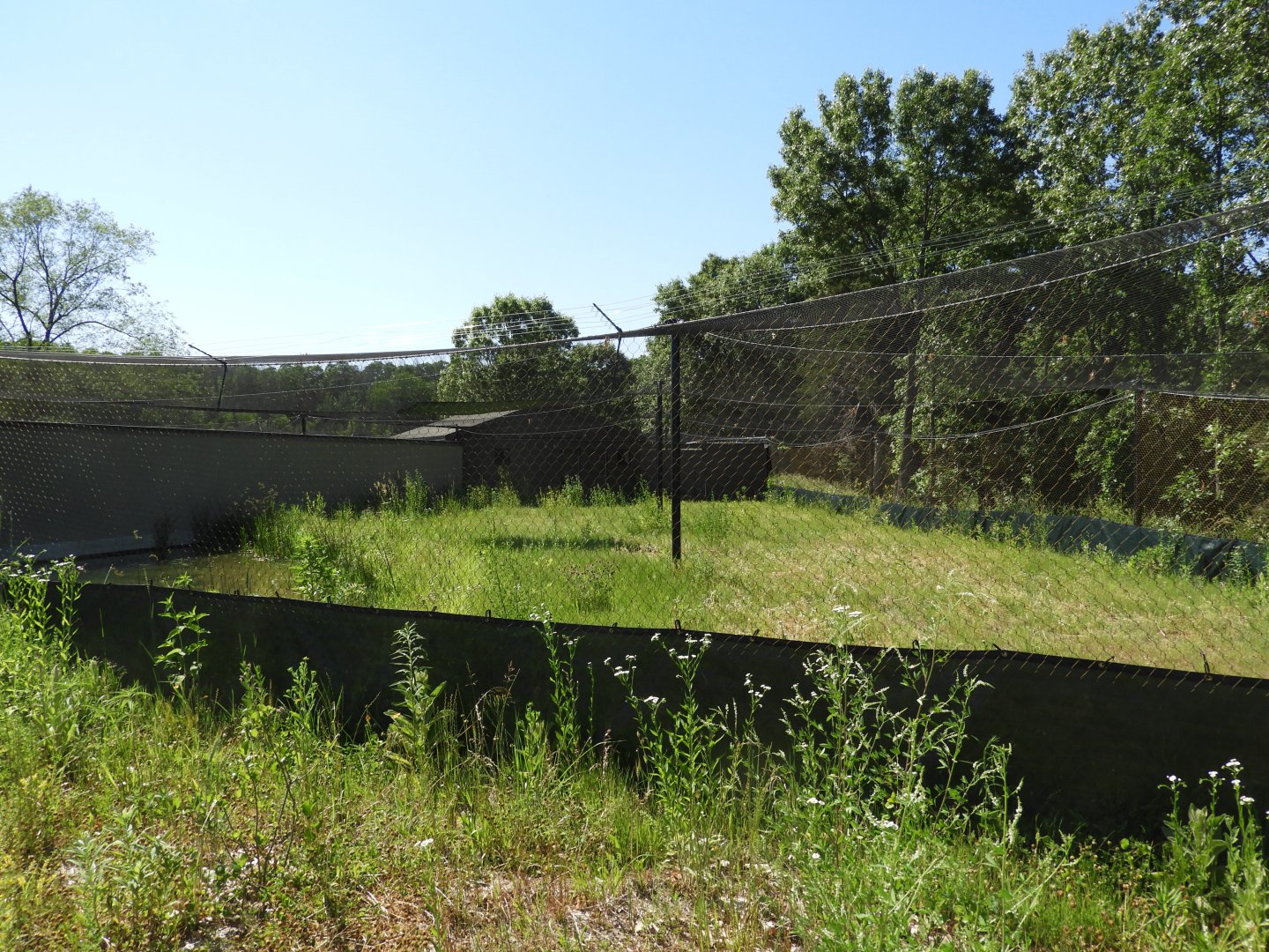 Brolga exhibit - New in 2021