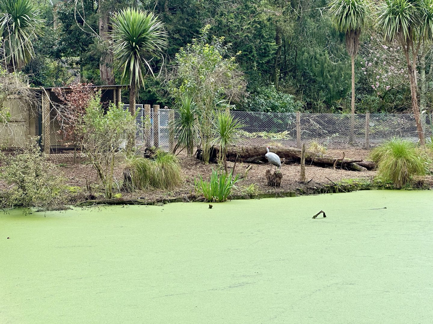 Brolga Exhibit (New)