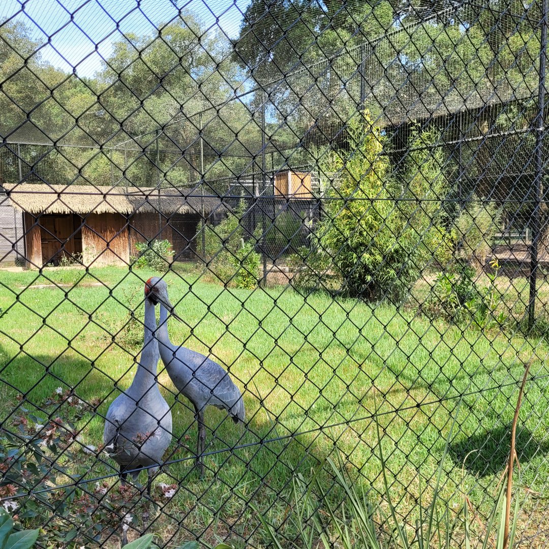 Brolga exhibit -Zoo de Labenne (2023)
