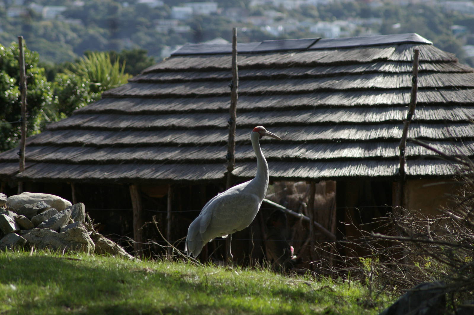 Brolga (Grus rubicunda)