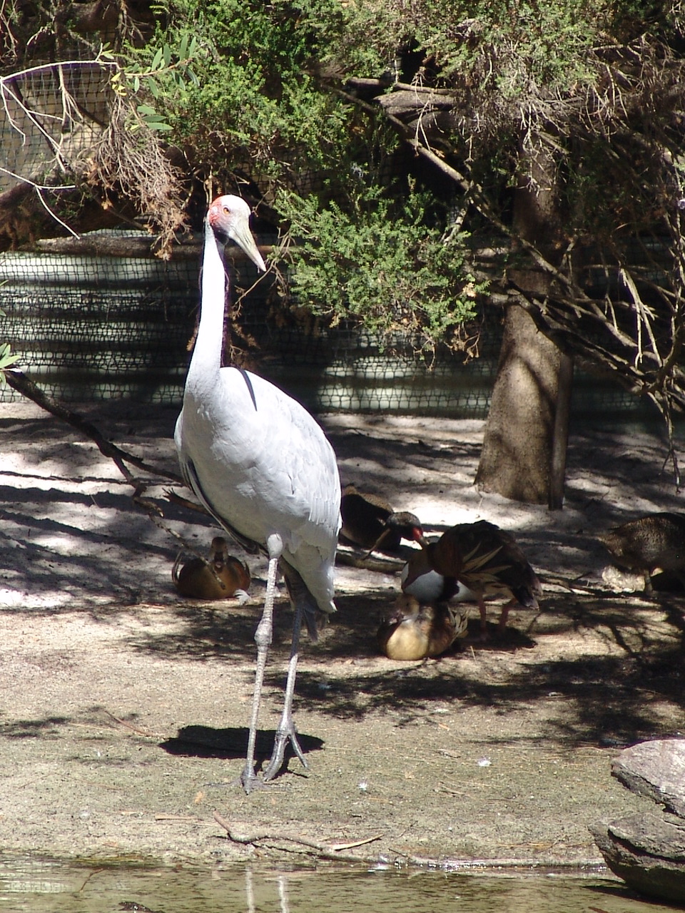 Brolga (Grus rubicunda)