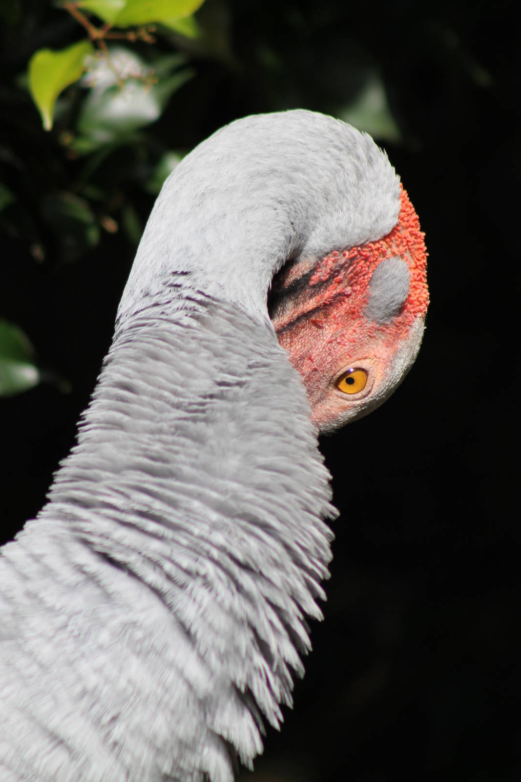 brolga (Grus rubicunda)