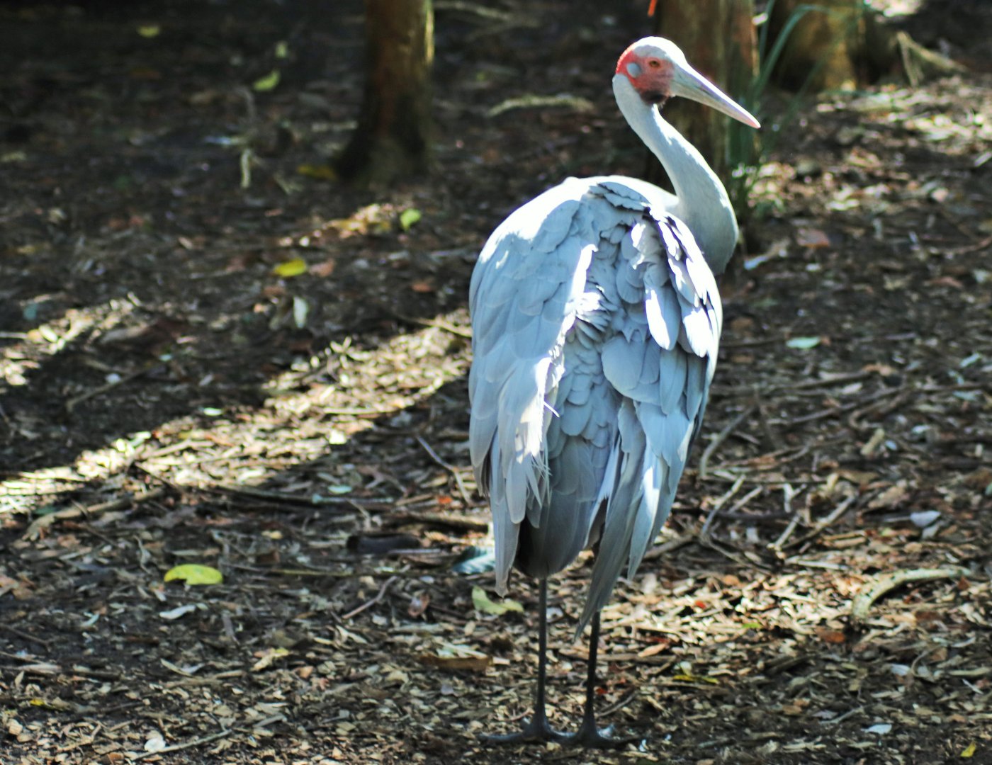 Brolga (Grus rubicunda)