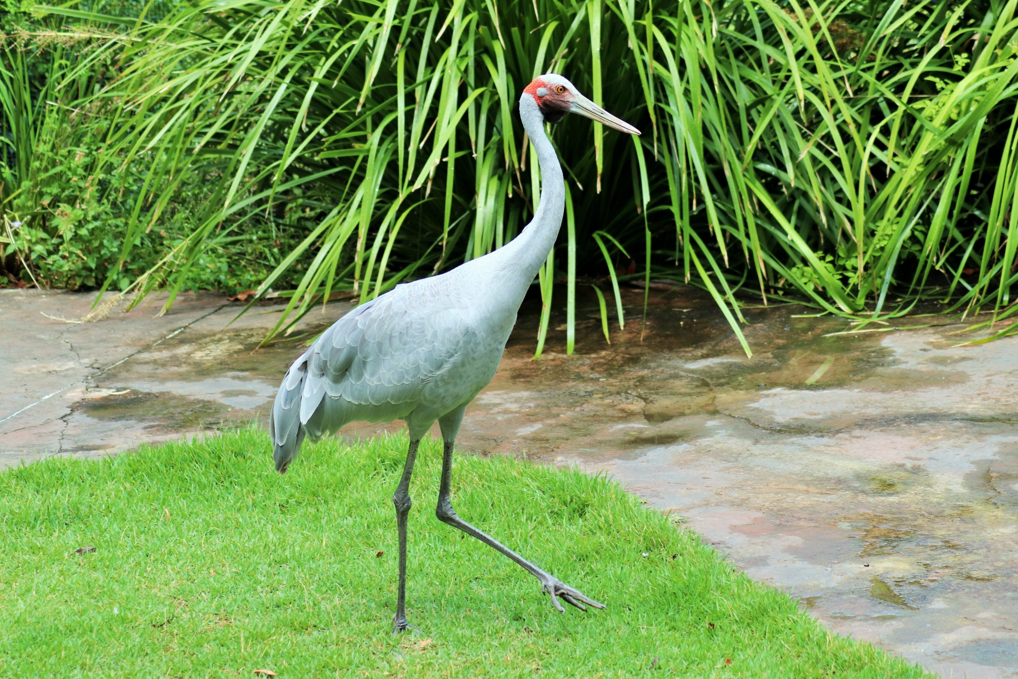 Brolga (Grus rubicunda)