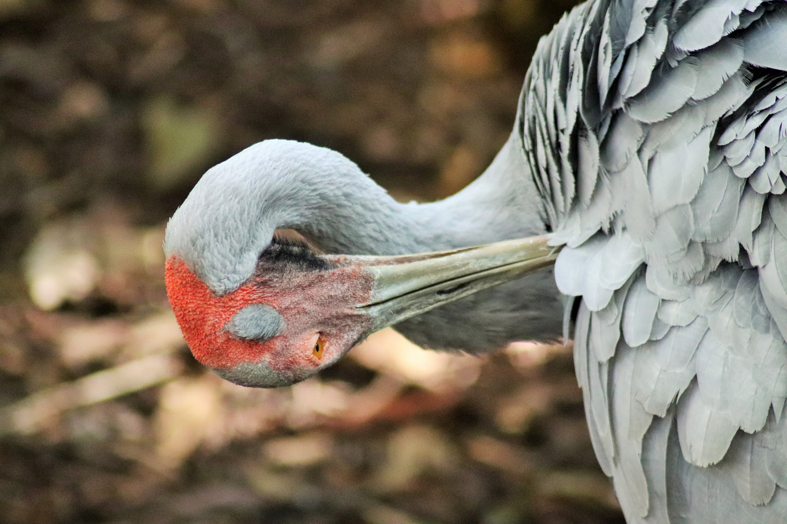 Brolga (Grus rubicunda)