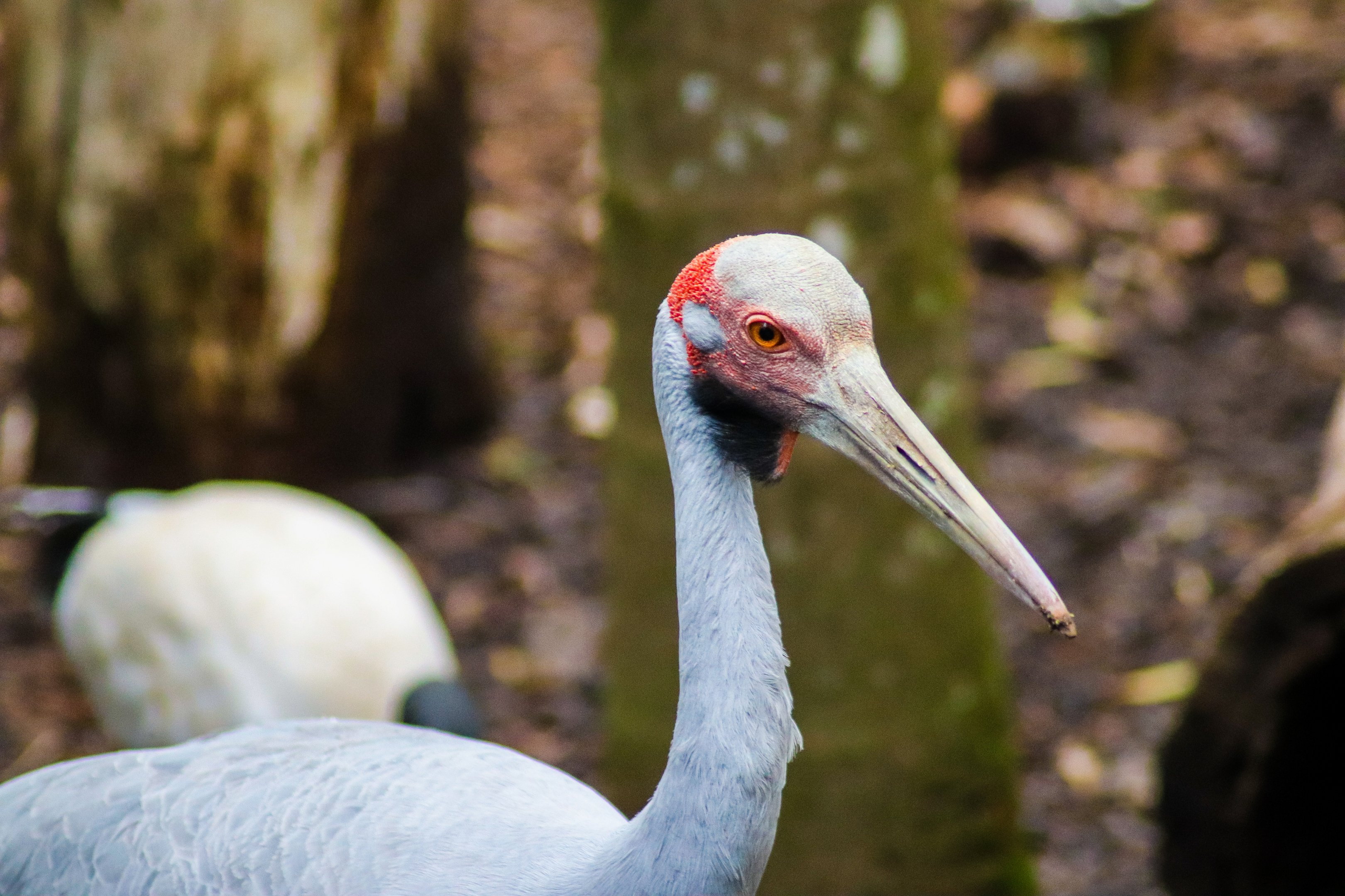 Brolga (Grus rubicunda)