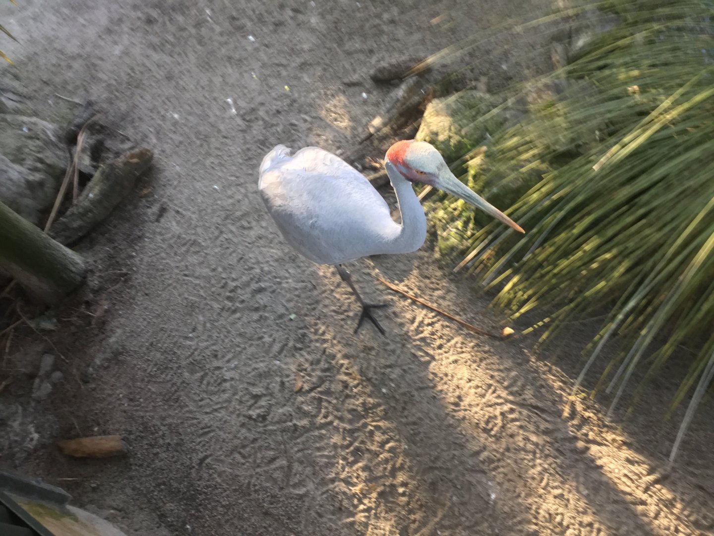 Brolga (Grus rubicunda)