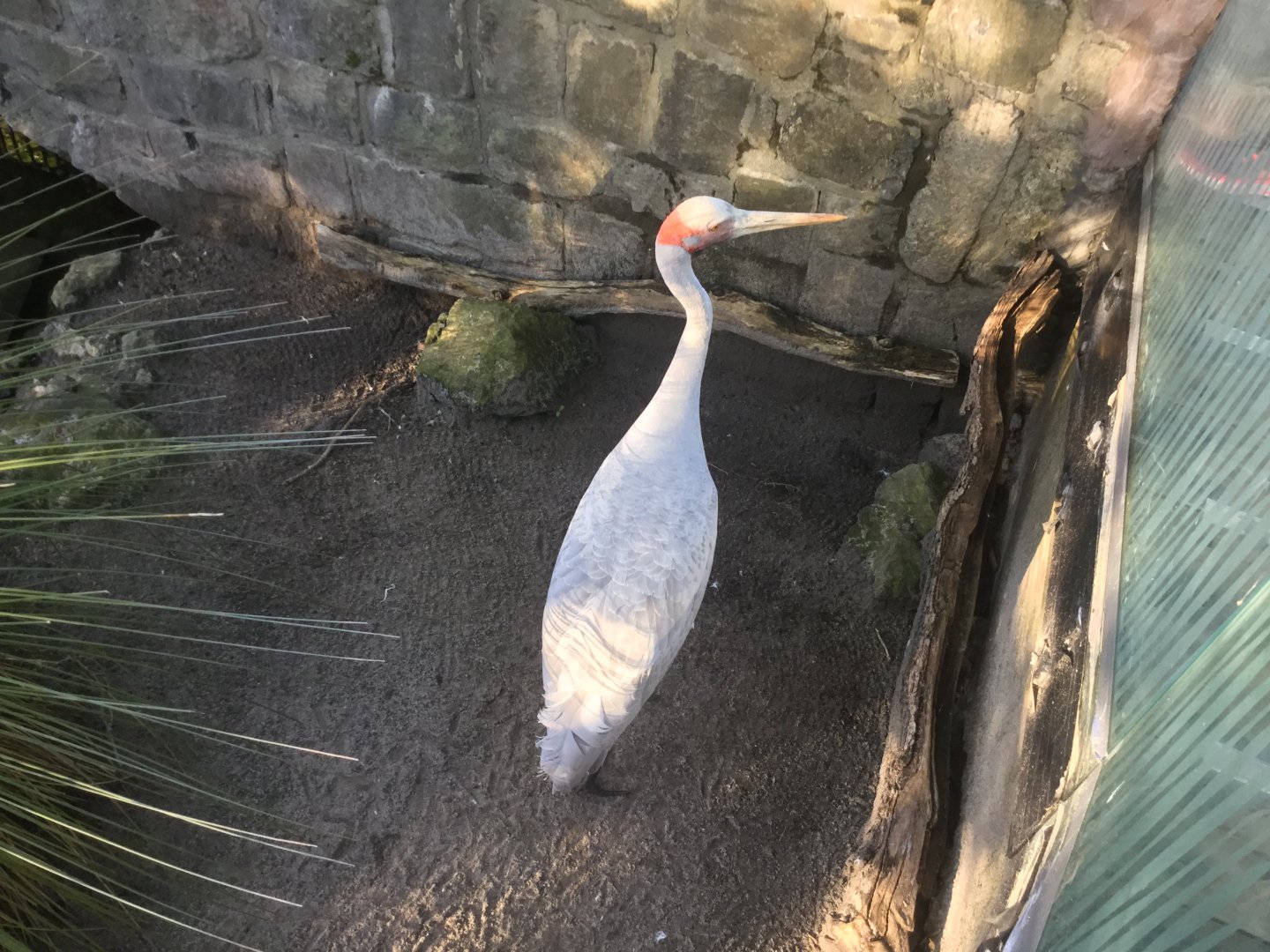 Brolga (Grus rubicunda)