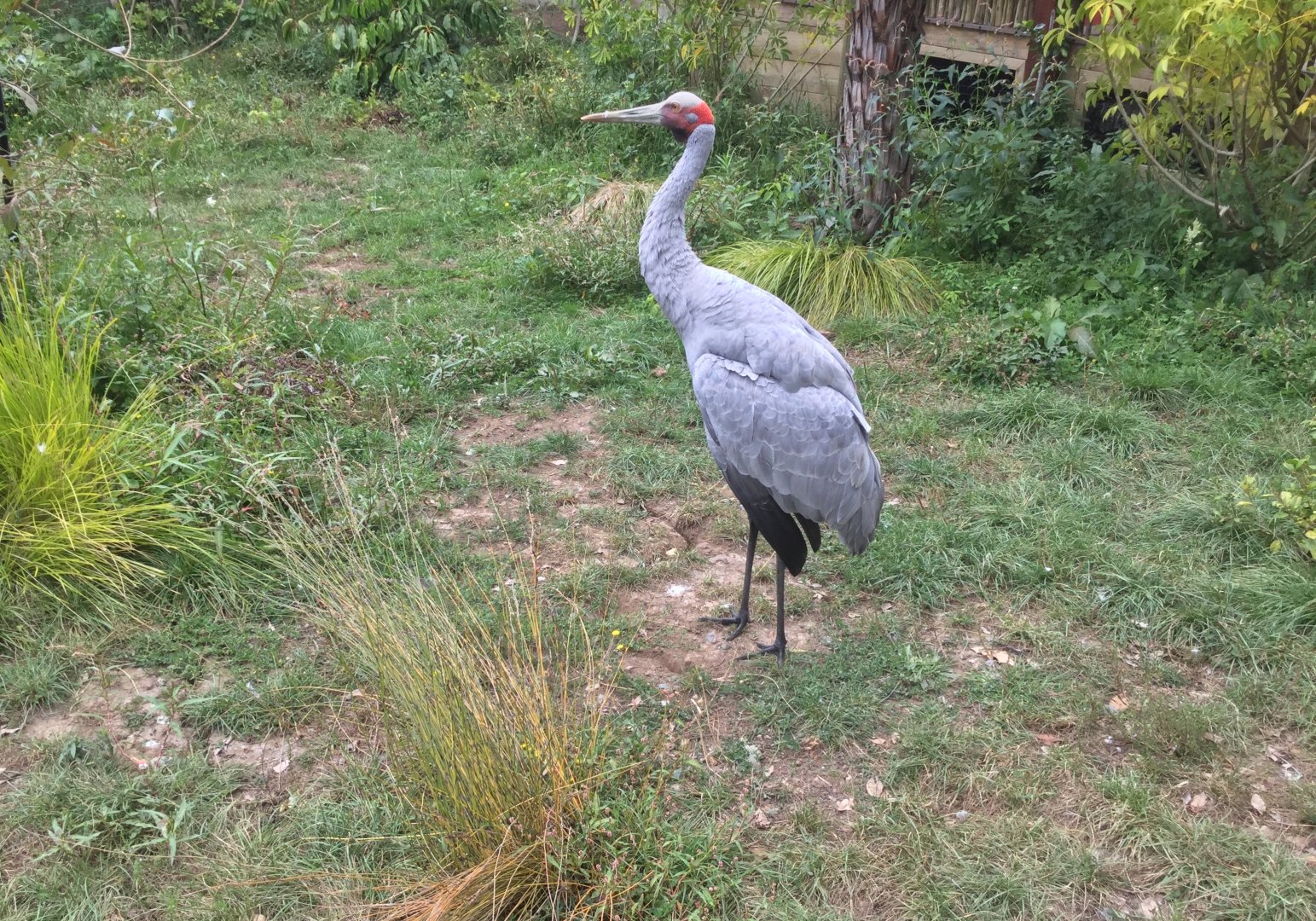Brolga (Grus rubicunda)