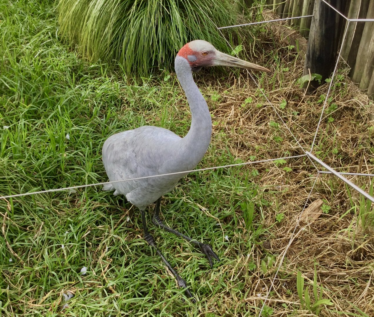 Brolga (Grus rubicunda)