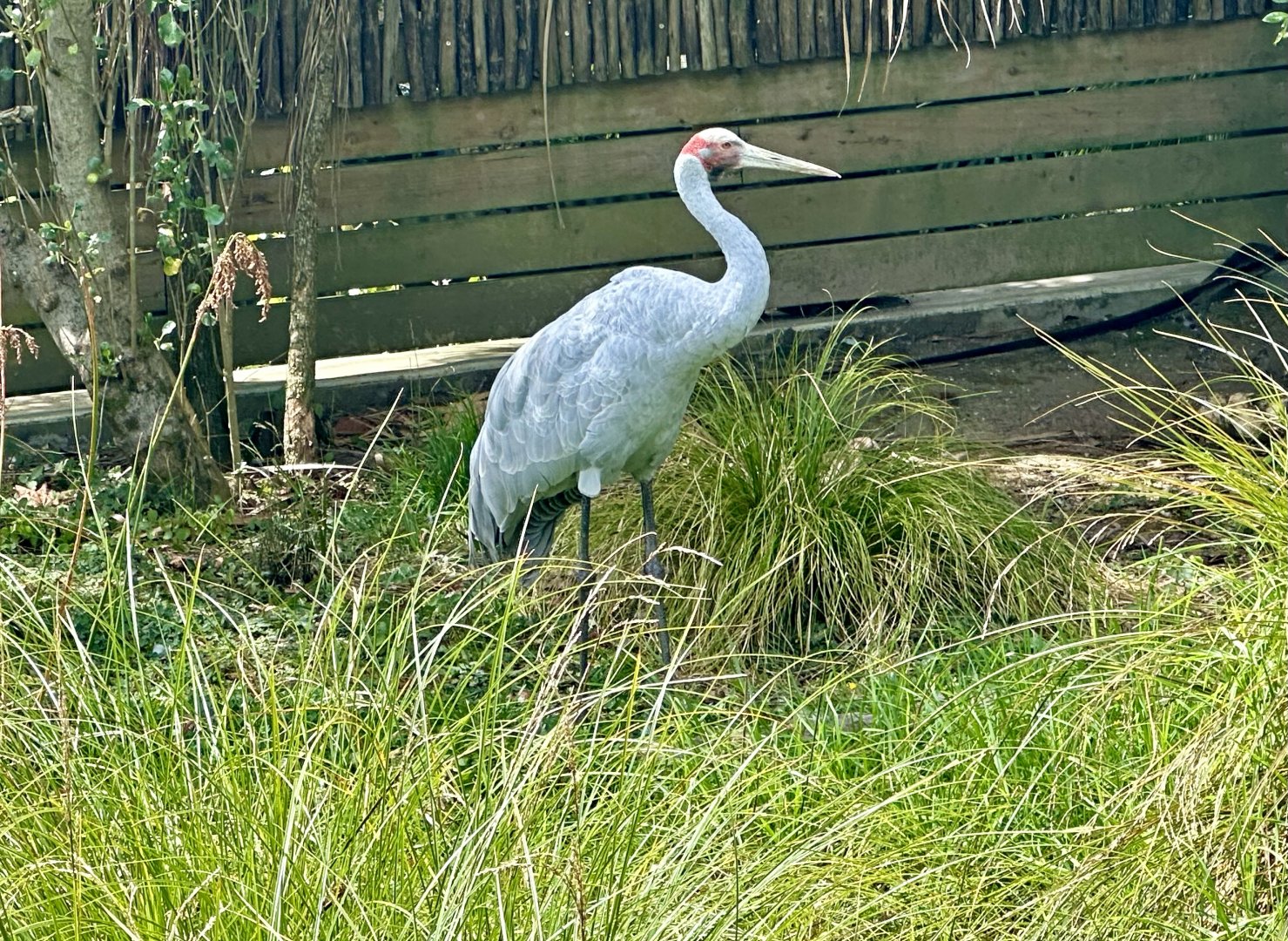 Brolga (Grus rubicunda)