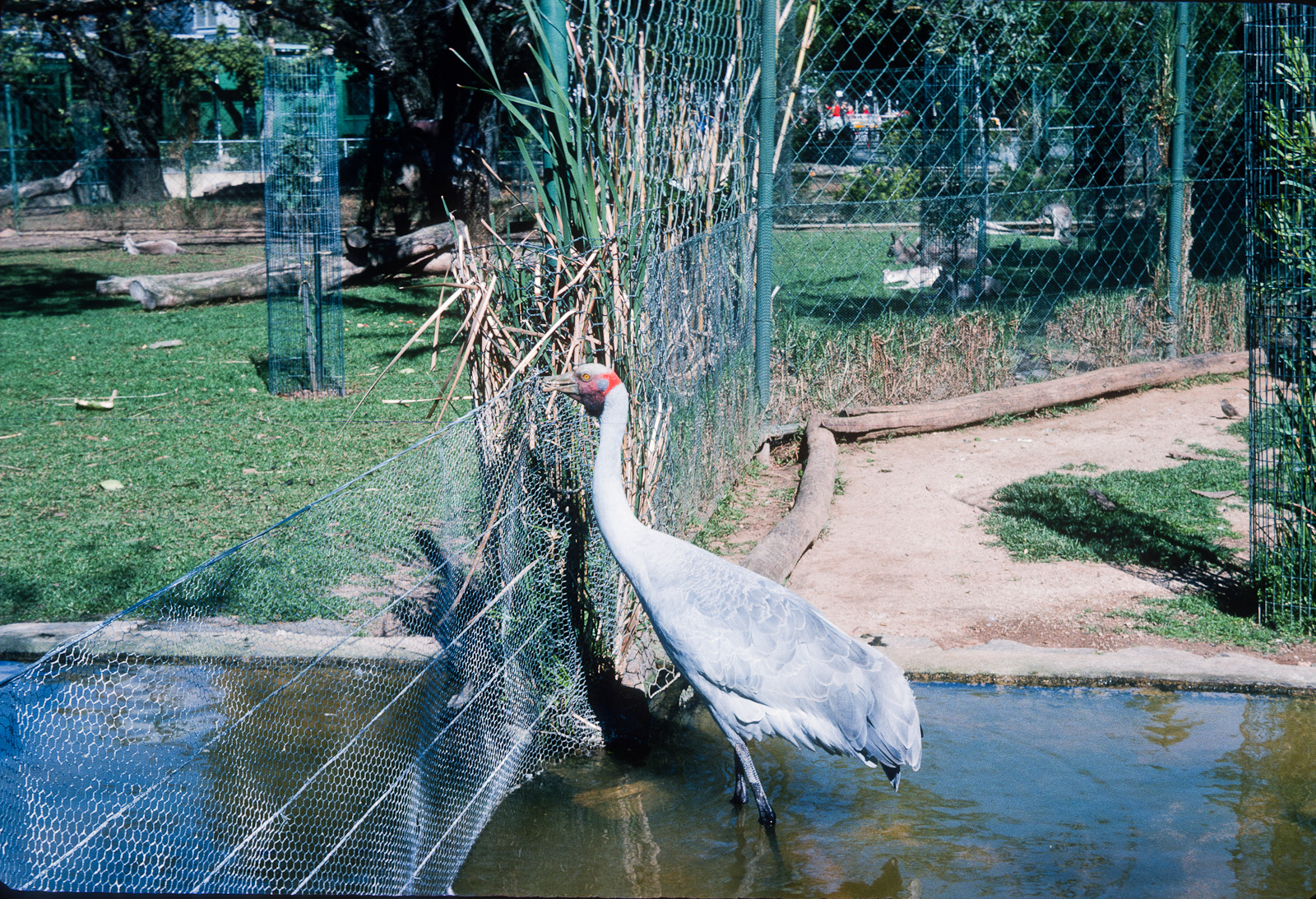 Brolga - Nov 1975