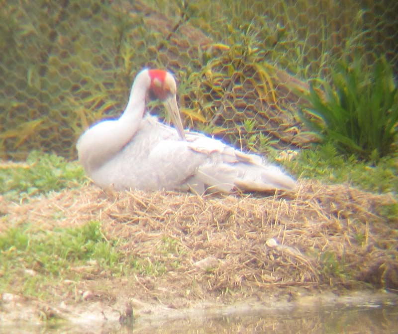 Brolga on nest