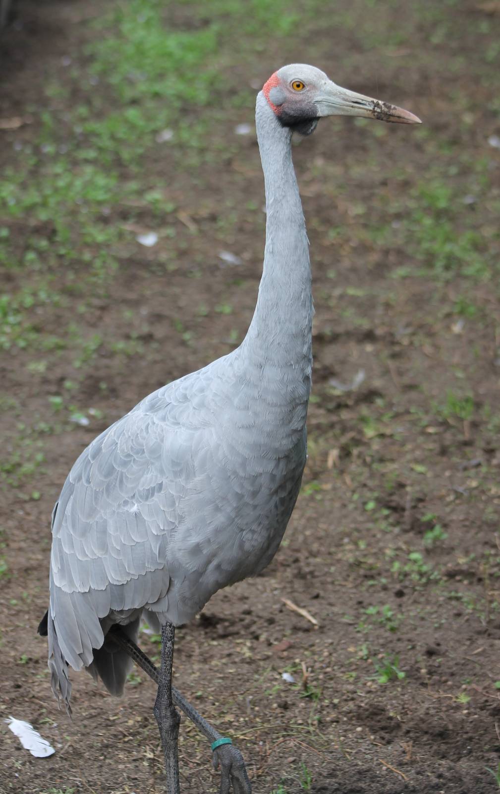 Brolga or Australian crane