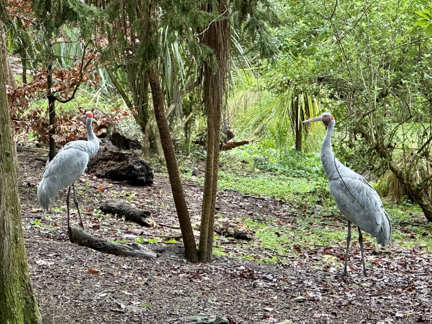 Brolga Pair