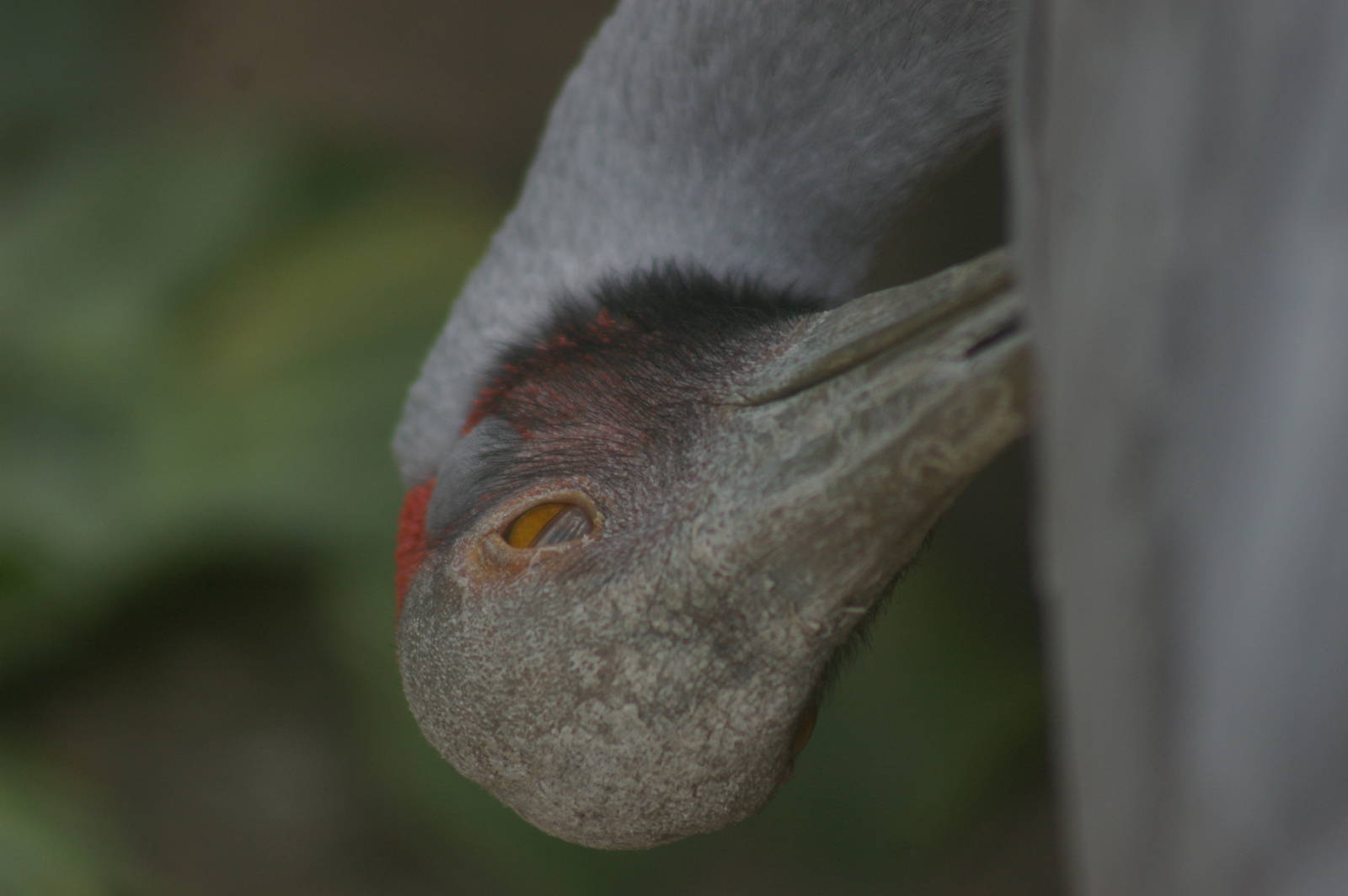 brolga preening, Wellington Zoo