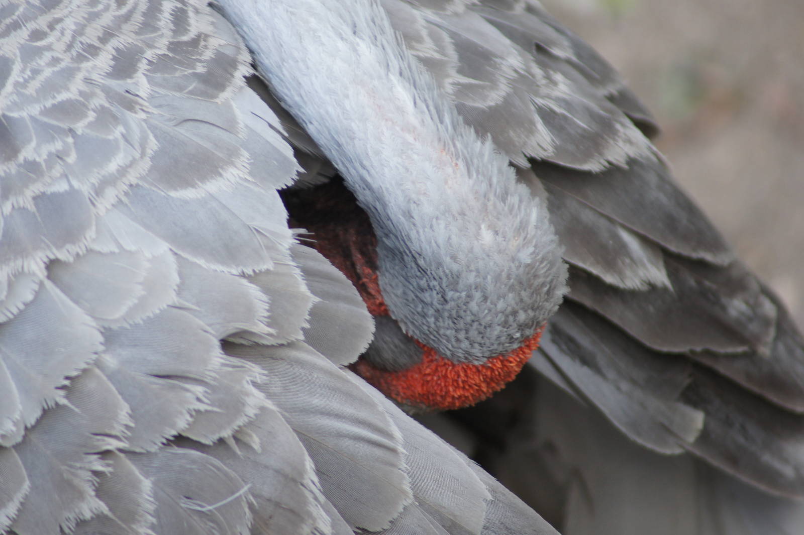 Brolga preening