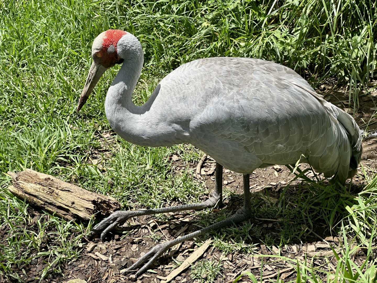 Brolga (Sleeping)