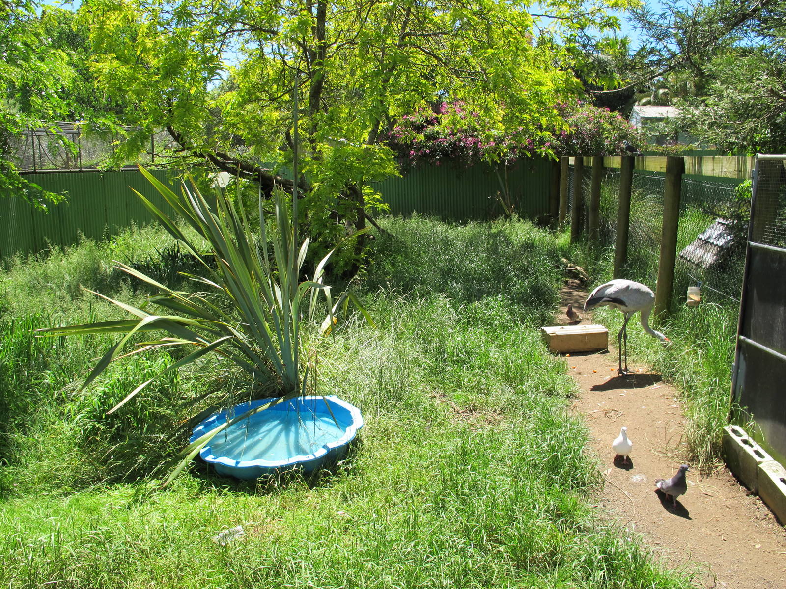 Brolga & Wallaby Exhibit - Franklin Zoo