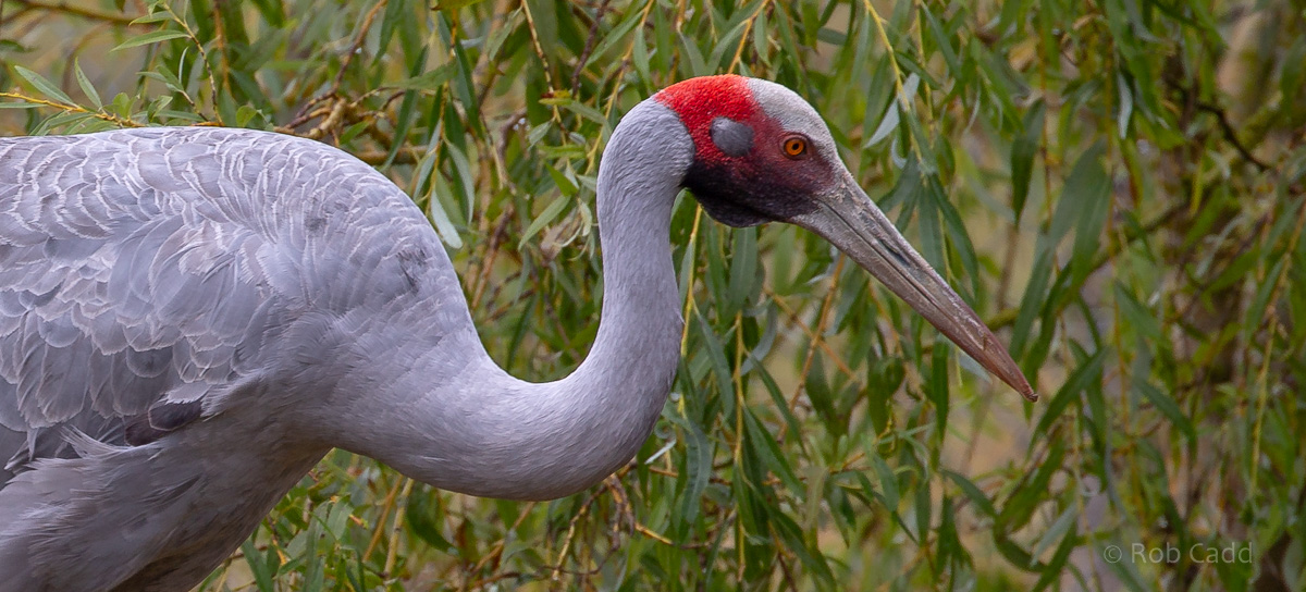 Brolga : Whipsnade : 22 Sep 2019