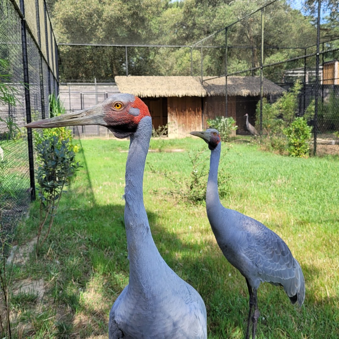 Brolga -Zoo de Labenne (2023)