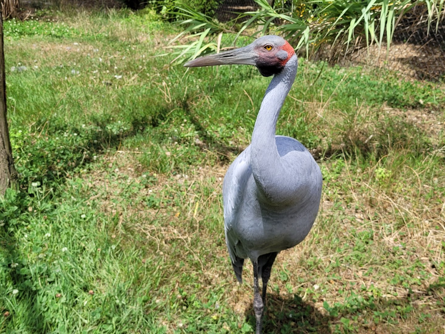 Brolga -Zoo de Labenne (2024)
