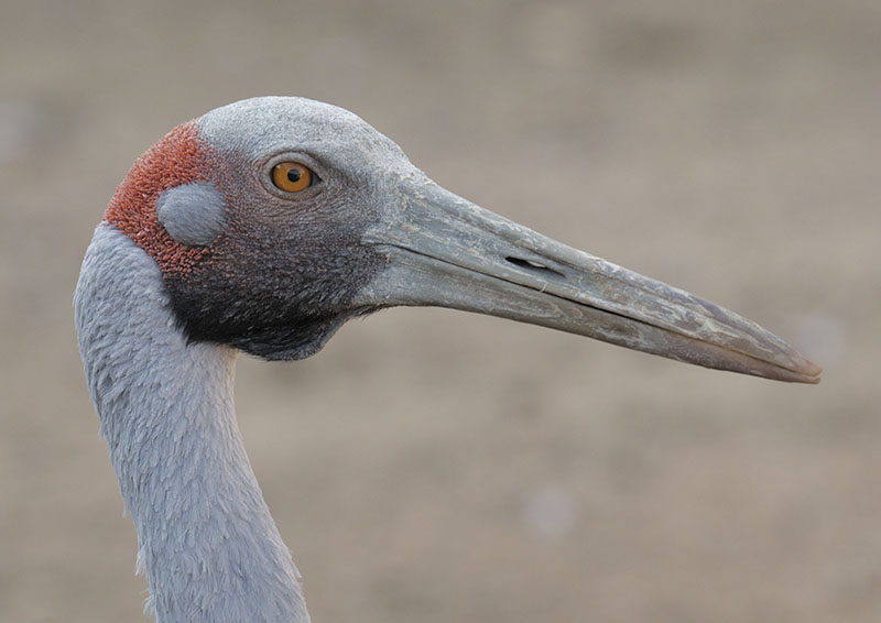 Brolga